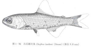 呂氏眶燈魚簡圖