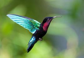 紫喉領蜂鳥