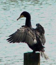 Phalacrocorax carbo