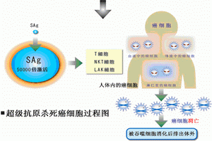 成人T細胞淋巴瘤