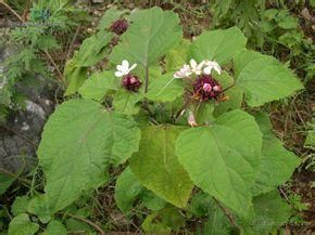 刺茉莉科