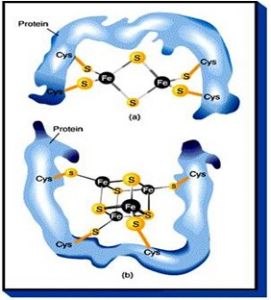 鐵硫蛋白作用示意圖