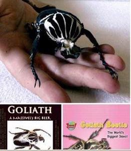 巨型甲蟲Goliathbeetles