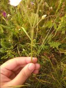 狹葉草原石頭花