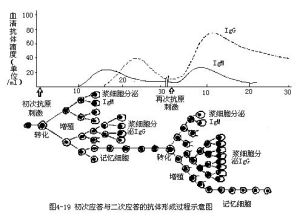 產生淋巴因子以擴大免疫