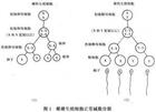 特納氏綜合症