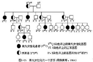 睪丸女性化