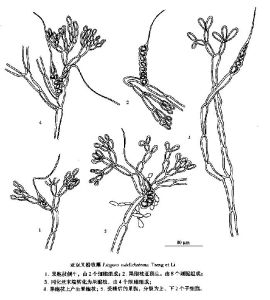 亞雙叉粉枝藻