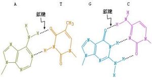 鹼基配對法則