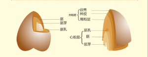 苦蕎結構