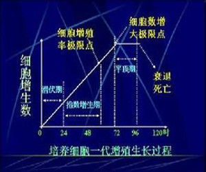 指數增生期