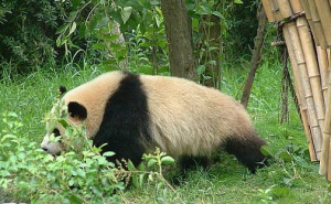 九寨溝大熊貓
