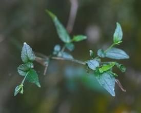 疏花馬藍屬