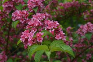 海仙花[報春花科報春花屬植物]