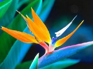 Strelitzia reginae