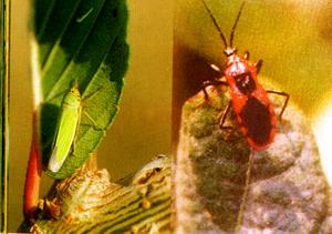 桑樹桑園大青葉蟬 桑樹桑園大青葉蟬