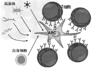 APC抵抗