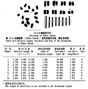 紅茶藨子染色體圖譜