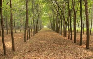 高唐清平森林公園