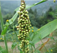 黑鱗珍珠茅