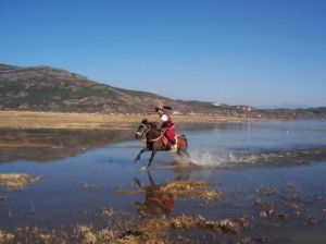 拉市海掌拉市八隊馬場