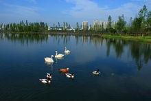 觀音湖生態濕地公園