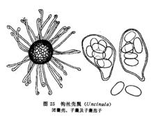 分子植物病理學