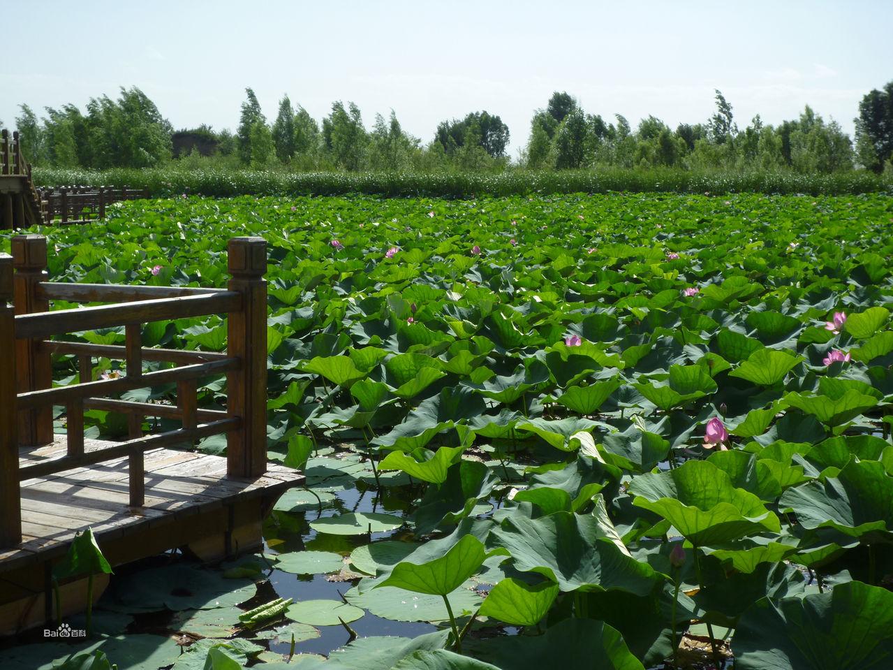 北京野鴨湖濕地公園夏季風景