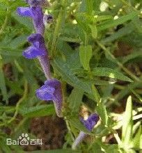 不齊齒黃芩