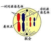 四分體時期