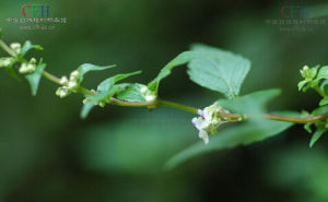 總序香茶菜