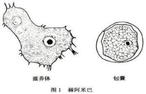 自由生活阿米巴