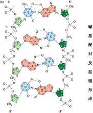 沃森-克里克鹼基配對