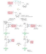 ATP活化胺基酸生成肽鏈