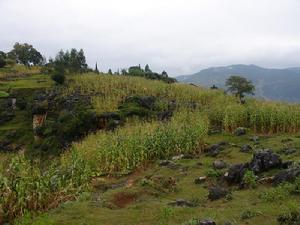 發展種植業