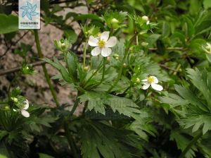 山東銀蓮花