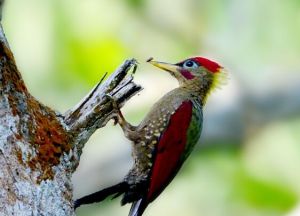 紅翅綠啄木鳥