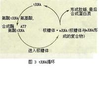 轉運RNA