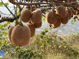 金魁獼猴桃