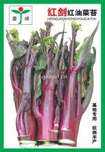 紅油菜苔