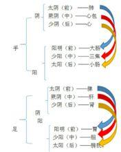 十二經脈分布與表里關係