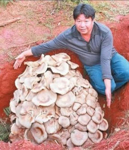 巨大口蘑