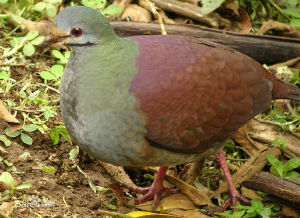 黃頂鶉鳩