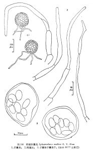 野桐單囊殼