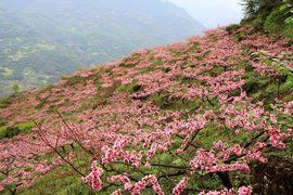 漫山遍野