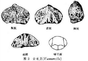 小嘴貝目（化石）