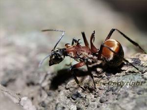 雙鉤多刺蟻