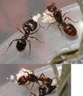 爪哇大頭蟻
