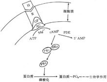 激素作用機制