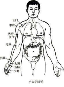 手太陰經脈循行